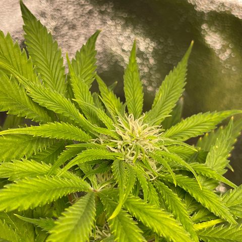 Pink Rozay growlog timeline photo