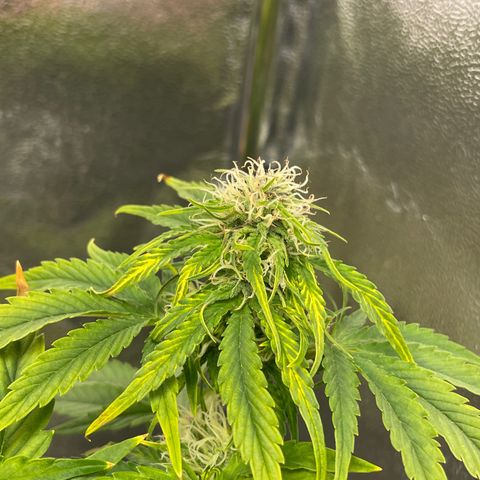 Runtz Auto growlog timeline photo