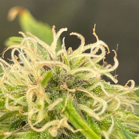 Runtz Auto growlog timeline photo