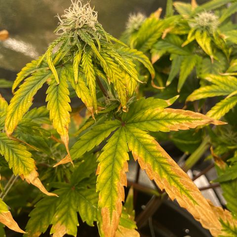 Runtz Auto growlog timeline photo
