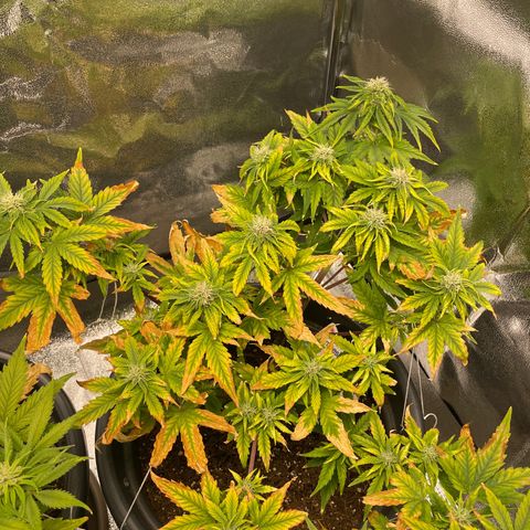 Runtz Auto growlog timeline photo