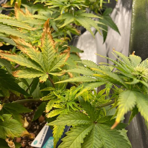 Sticky Beast Automatic growlog timeline photo