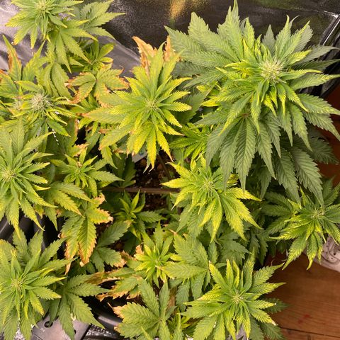 Sticky Beast Automatic growlog timeline photo