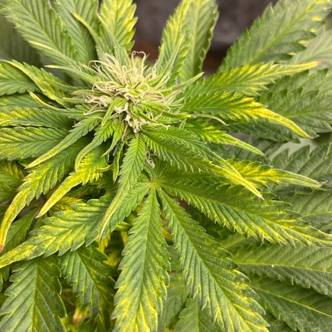 Sticky Beast Automatic growlog timeline photo