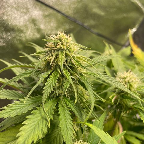 Watermelon candy  growlog timeline photo