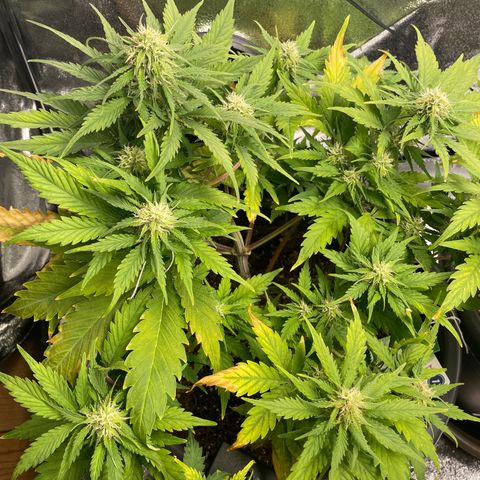 Watermelon candy  growlog timeline photo