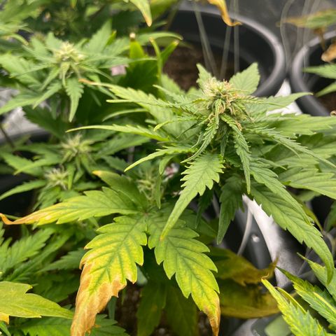 Watermelon candy  growlog timeline photo