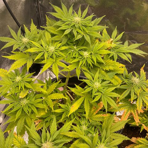 Pink Rozay growlog timeline photo