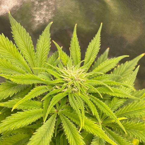 Pink Rozay growlog timeline photo