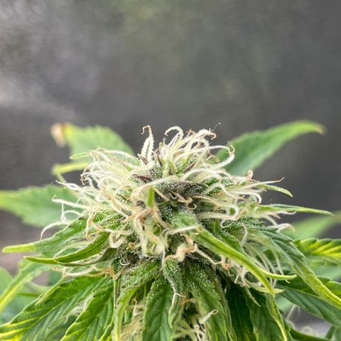 Runtz Auto growlog timeline photo