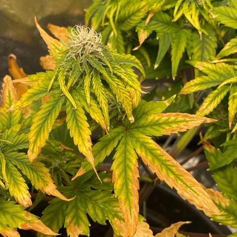 Runtz Auto growlog timeline photo
