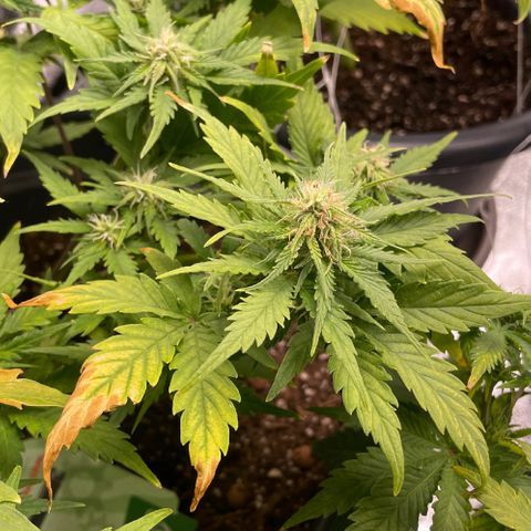 Watermelon candy  growlog timeline photo
