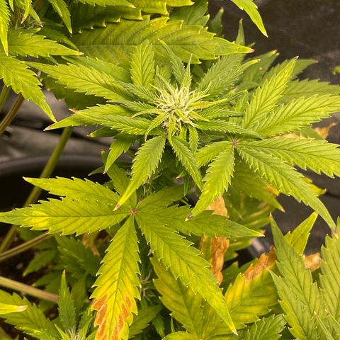 Pink Rozay growlog timeline photo