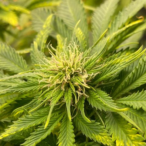 Sticky Beast Automatic growlog timeline photo