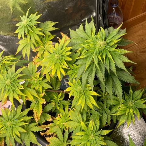 Sticky Beast Automatic growlog timeline photo
