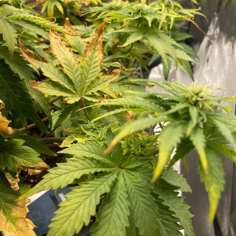 Sticky Beast Automatic growlog timeline photo