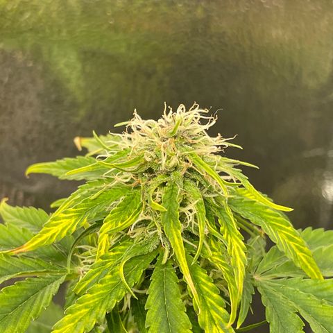 Runtz Auto growlog timeline photo
