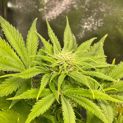 Pink Rozay growlog timeline photo