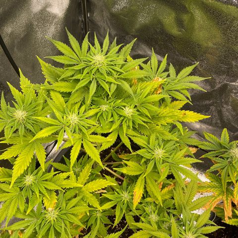 Pink Rozay growlog timeline photo