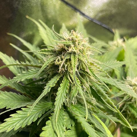 Watermelon candy  growlog timeline photo