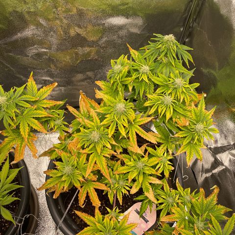 Runtz Auto growlog timeline photo