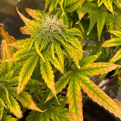 Runtz Auto growlog timeline photo