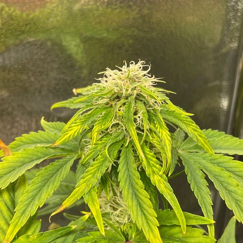 Runtz Auto growlog timeline photo