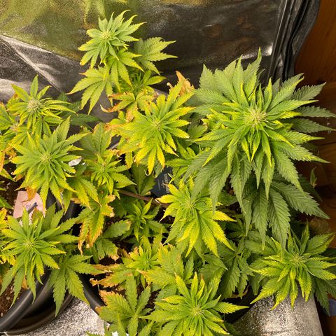 Sticky Beast Automatic growlog timeline photo