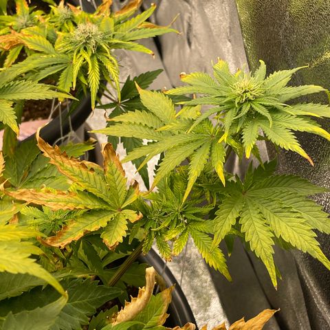 Sticky Beast Automatic growlog timeline photo