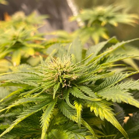 Sticky Beast Automatic growlog timeline photo