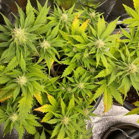 Watermelon candy  growlog timeline photo