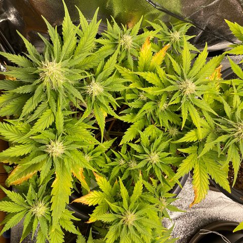 Watermelon candy  growlog timeline photo