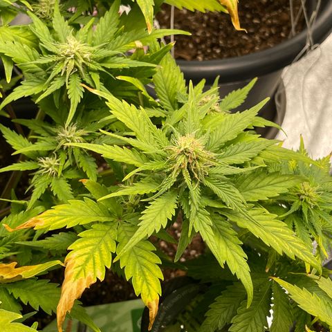 Watermelon candy  growlog timeline photo
