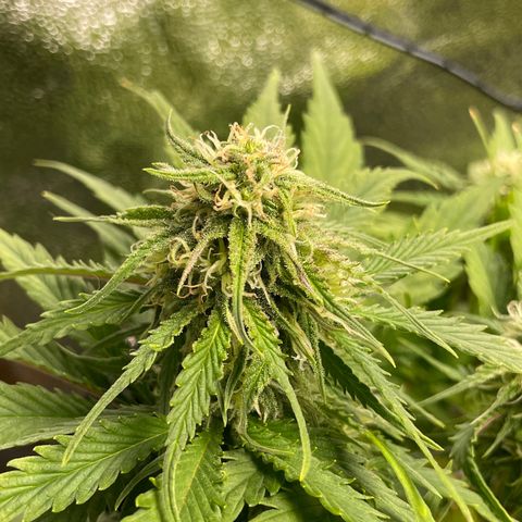 Watermelon candy  growlog timeline photo