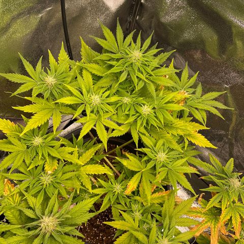 Pink Rozay growlog timeline photo