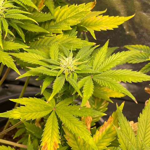 Pink Rozay growlog timeline photo