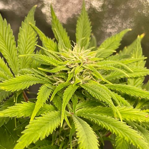 Pink Rozay growlog timeline photo