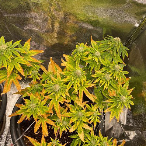 Runtz Auto growlog timeline photo