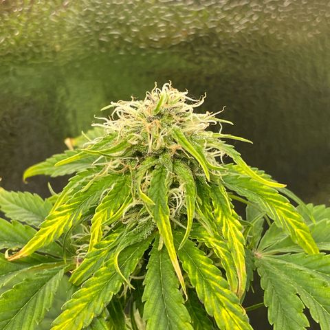 Runtz Auto growlog timeline photo