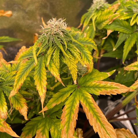 Runtz Auto growlog timeline photo