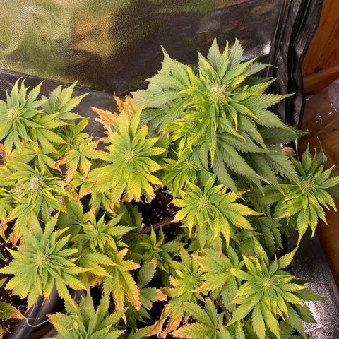 Sticky Beast Automatic growlog timeline photo