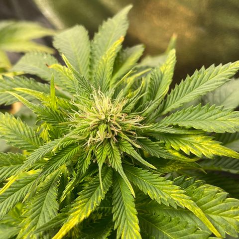 Sticky Beast Automatic growlog timeline photo