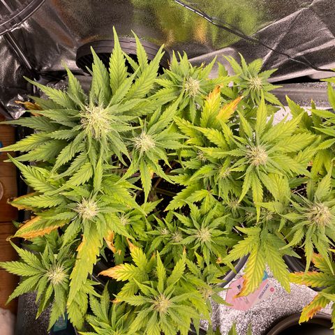 Watermelon candy  growlog timeline photo