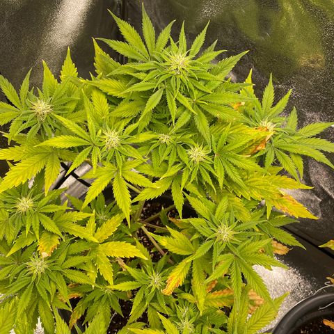 Pink Rozay growlog timeline photo