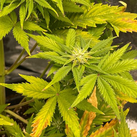 Pink Rozay growlog timeline photo