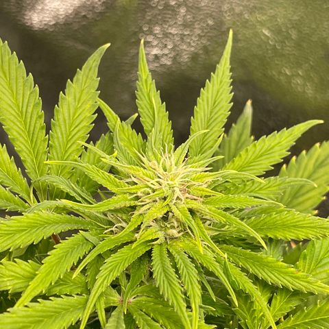 Pink Rozay growlog timeline photo