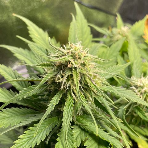 Watermelon candy  growlog timeline photo