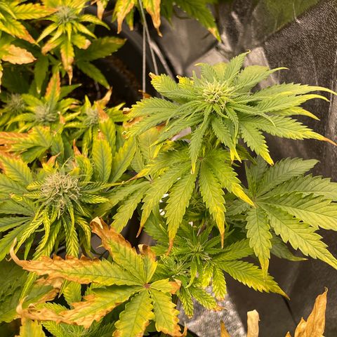 Sticky Beast Automatic growlog timeline photo