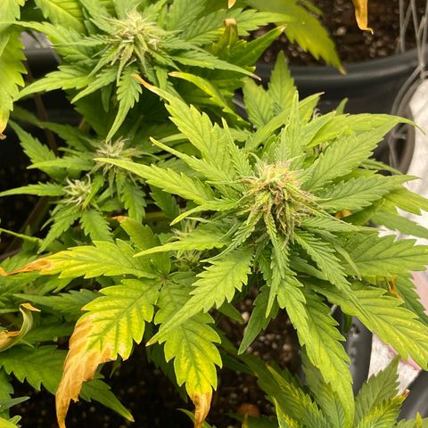 Watermelon candy  growlog timeline photo