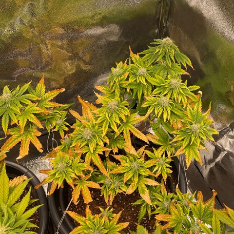 Runtz Auto growlog timeline photo